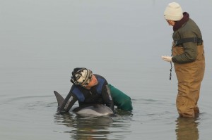 RAVENNA 19/01/2013. OPERAZIONI DI SALVATAGGIO DI UN DELFINO A LIDO DI DANTE